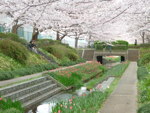 Egawaseseragi2_20100403.jpg
