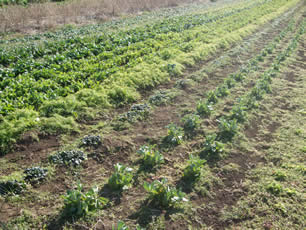 NougyouHatake_20100123.jpg