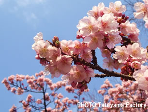 Sakura_20100324.jpg