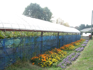 inanougyoukoukou-ringo-2009.10.jpg