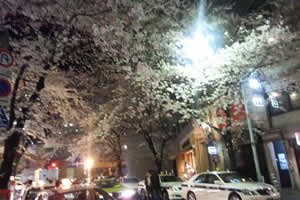 shibuyasakura_20110408.jpg