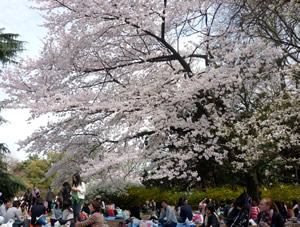 shinjyukugyoen_20110410.jpg