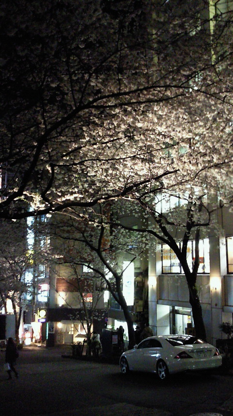 Sakura_2010.04.01.jpg.jpg