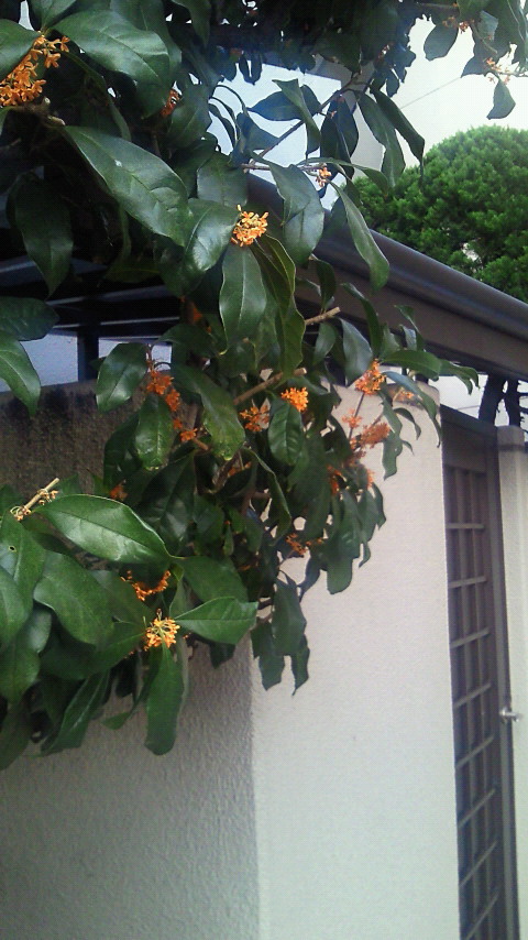 ShizennoMegumi_2009.10.16.jpg.jpg