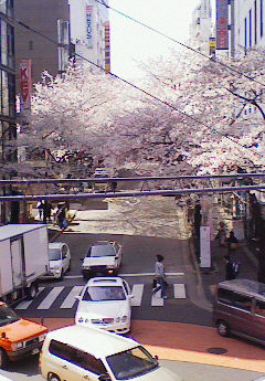 sakura1.jpg